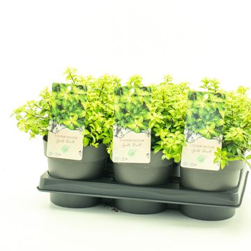 Pittosporum tenuifolium 'Golf Ball'