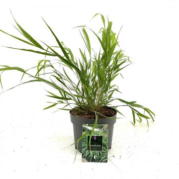 Hakonechloa macra