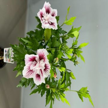 Hibiscus syriacus STARBURST CHIFFON