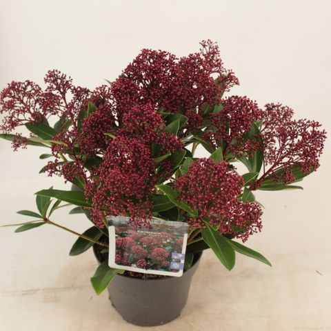 Skimmia japonica 'Rubella'