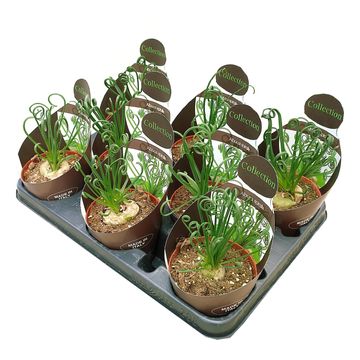 Albuca spiralis