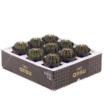 Gymnocalycium mihanovichii GREEN STRIPE