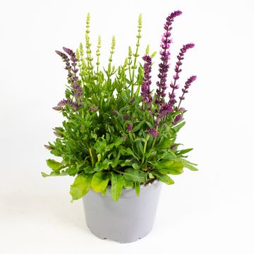 Salvia nemorosa MIX IN POT
