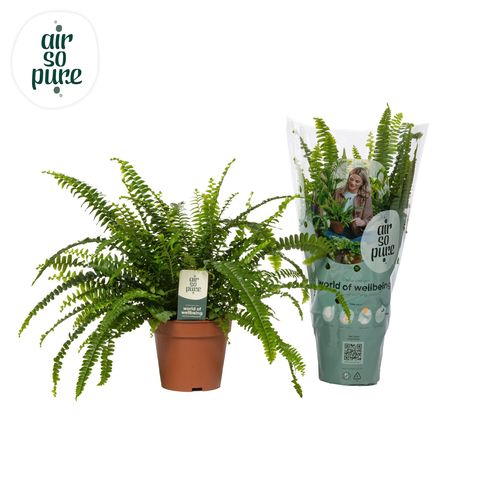 Nephrolepis exaltata 'Green Lady'