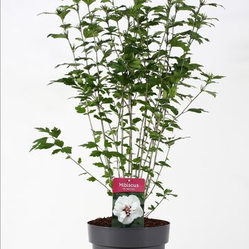 Hibiscus syriacus 'Speciosus'