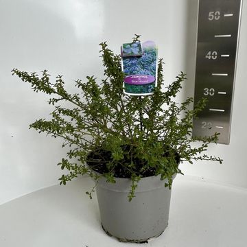 Ceanothus 'Blue Mound'