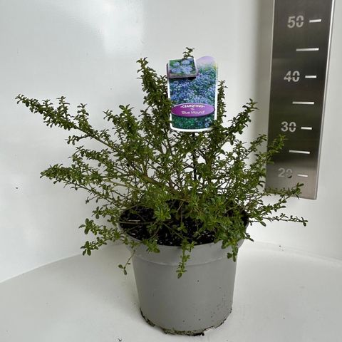 Ceanothus 'Blue Mound'