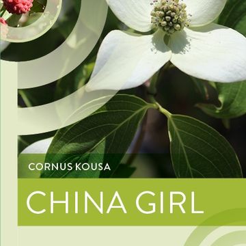 Cornus kousa 'China Girl'