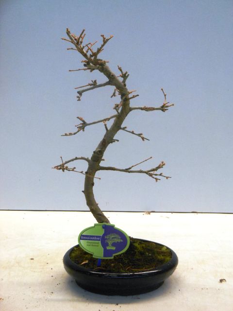 Pseudolarix amabilis