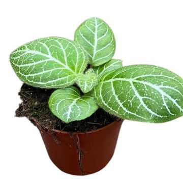 Michaelmoelleria vietnamensis 'Sp Vietnam'