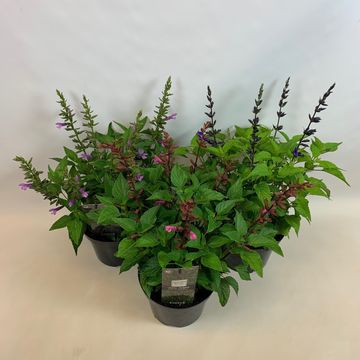 Salvia MIX