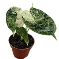 Alocasia 'Dragon Scale Mint'