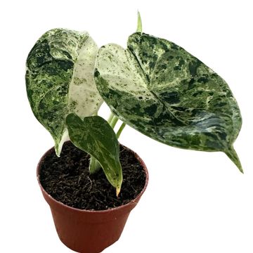 Alocasia 'Dragon Scale Mint'