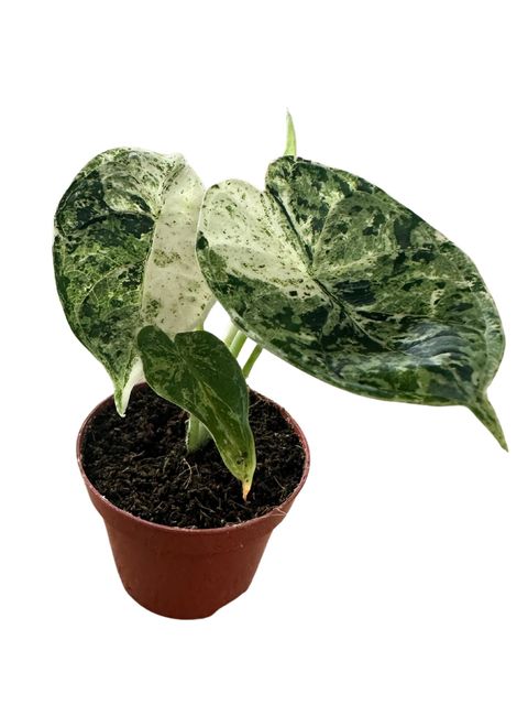 Alocasia Dragon Scale mint 2本セット Alocasia Dragon Scale Mint | Urban Jungle