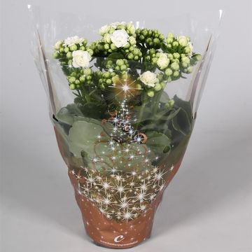 Kalanchoe blossfeldiana CALANDIVA MIX