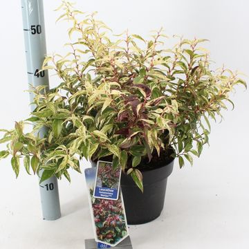 Leucothoe fontanesiana 'Makijaz'