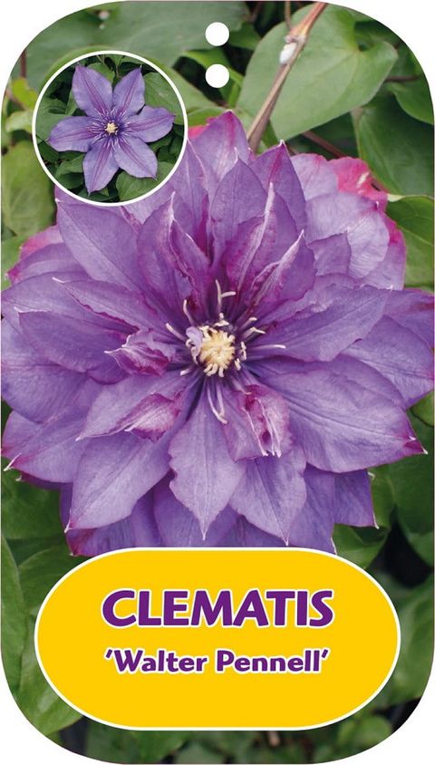 Clematis 'Уолтер Пеннелл' (EL)