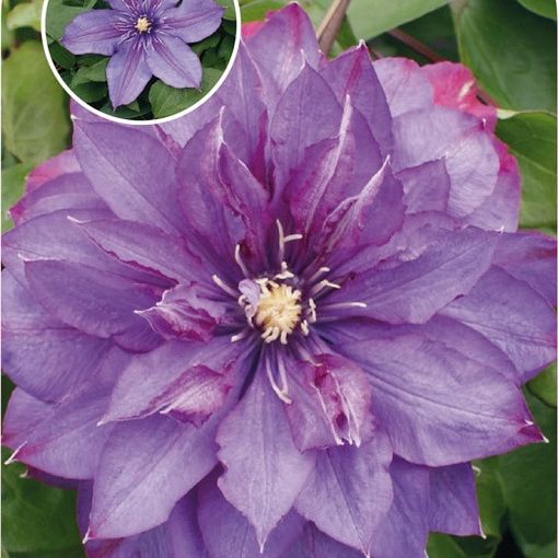 Clematis 'Walter Pennell' (EL)