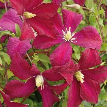 Clematis 'Madame Julia Correvon' (Vt)