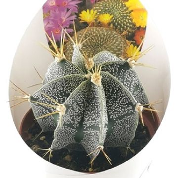 Astrophytum ornatum