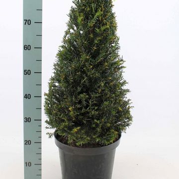 Taxus baccata