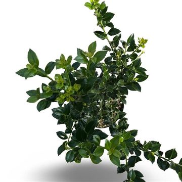 Ilex x meserveae HECKENFEE