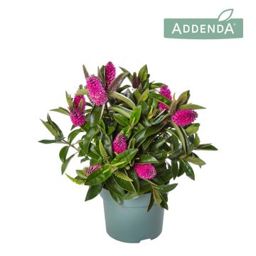 Hebe DONNA EVA