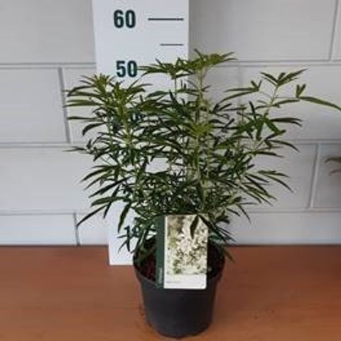 Choisya 'Aztec Pearl'