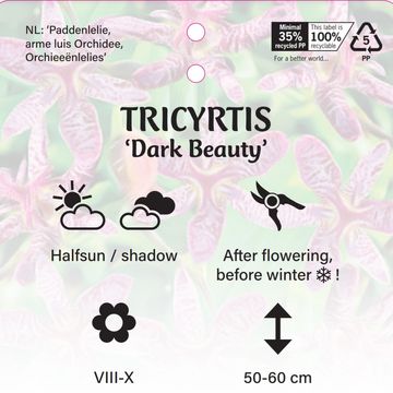 Tricyrtis formosana 'Purple Beauty'