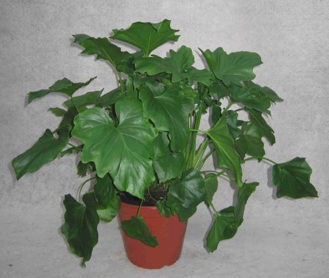 Philodendron selloum