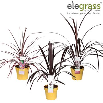 Cordyline MIX