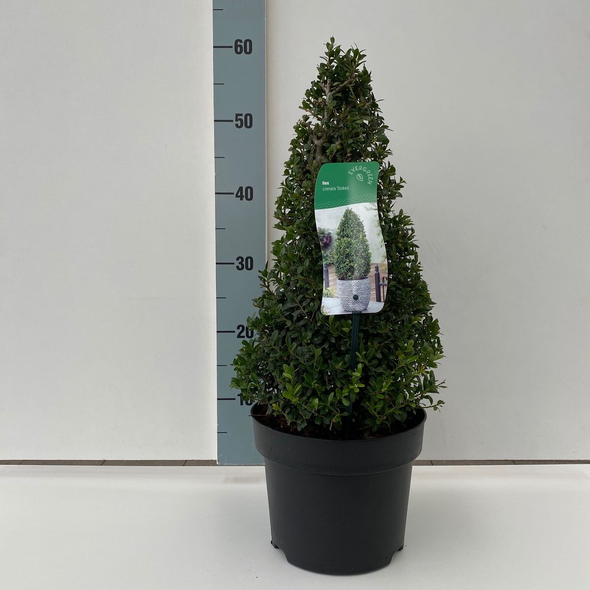 Ilex crenata 'Stokes' — Plant Wholesale FlorAccess