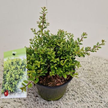 Ilex crenata 'Stokes'