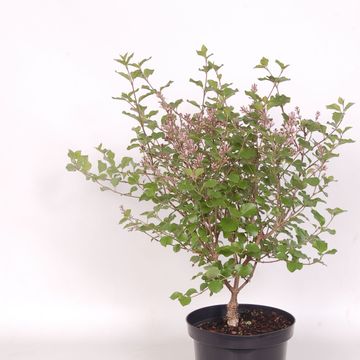Syringa meyeri 'Palibin'