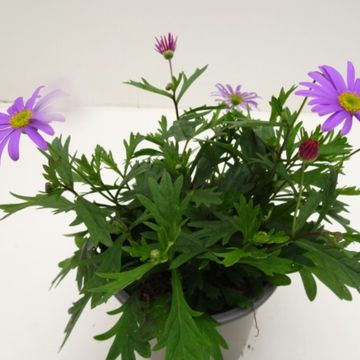 Brachyscome BRASCO VIOLET