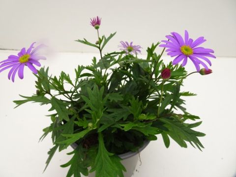 Brachyscome BRASCO VIOLET