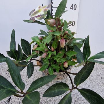 Helleborus x ericsmithii VIV VALERIA