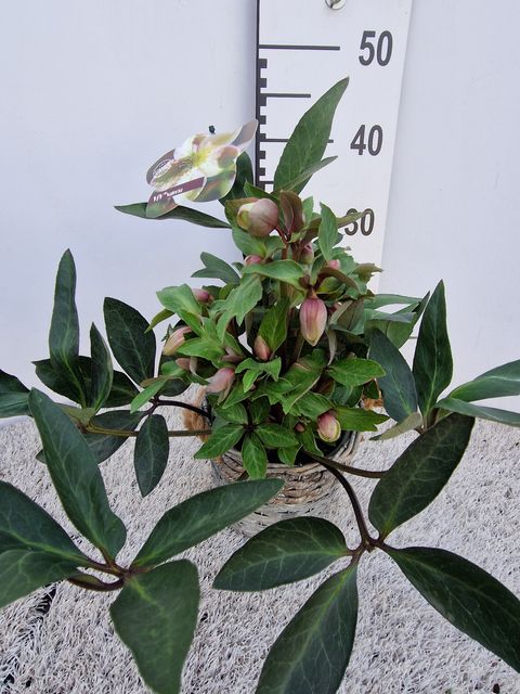 Helleborus x ericsmithii VIV VALERIA