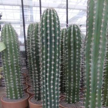 Pachycereus pecten-aboriginum