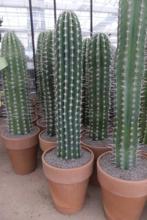 Pachycereus pecten-aboriginum