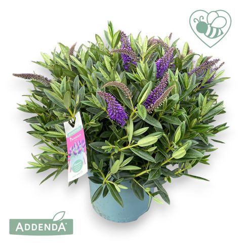 Hebe HEBEDONNA BRITTA