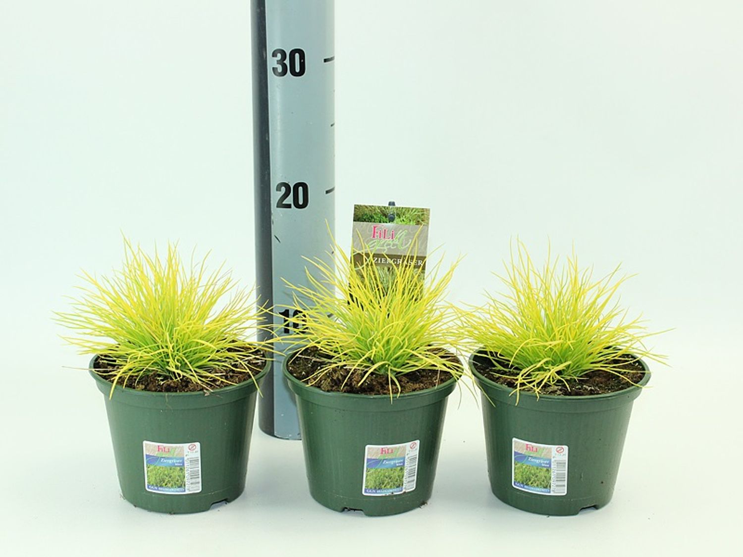 Festuca glauca 'Golden Toupee' — Plant Wholesale FlorAccess