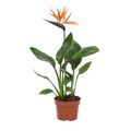 Strelitzia reginae
