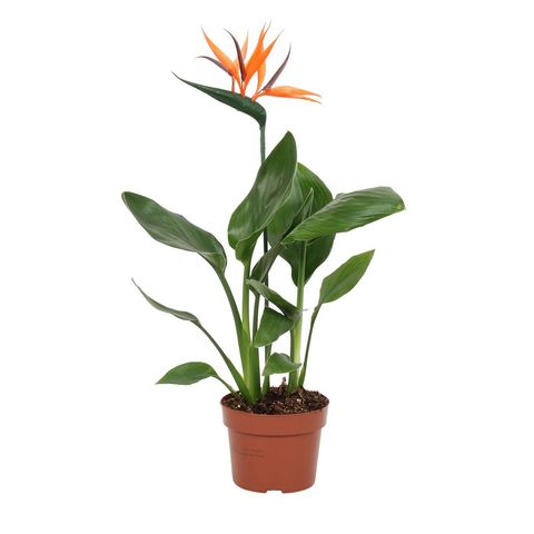 Strelitzia reginae