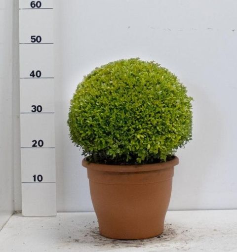Buxus microphylla 'Faulkner'