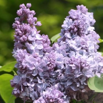Syringa vulgaris CARPE DIEM