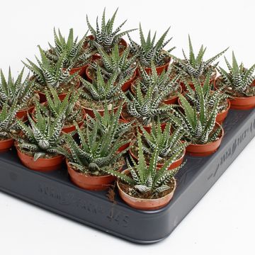 Haworthia fasciata 'Big Band'