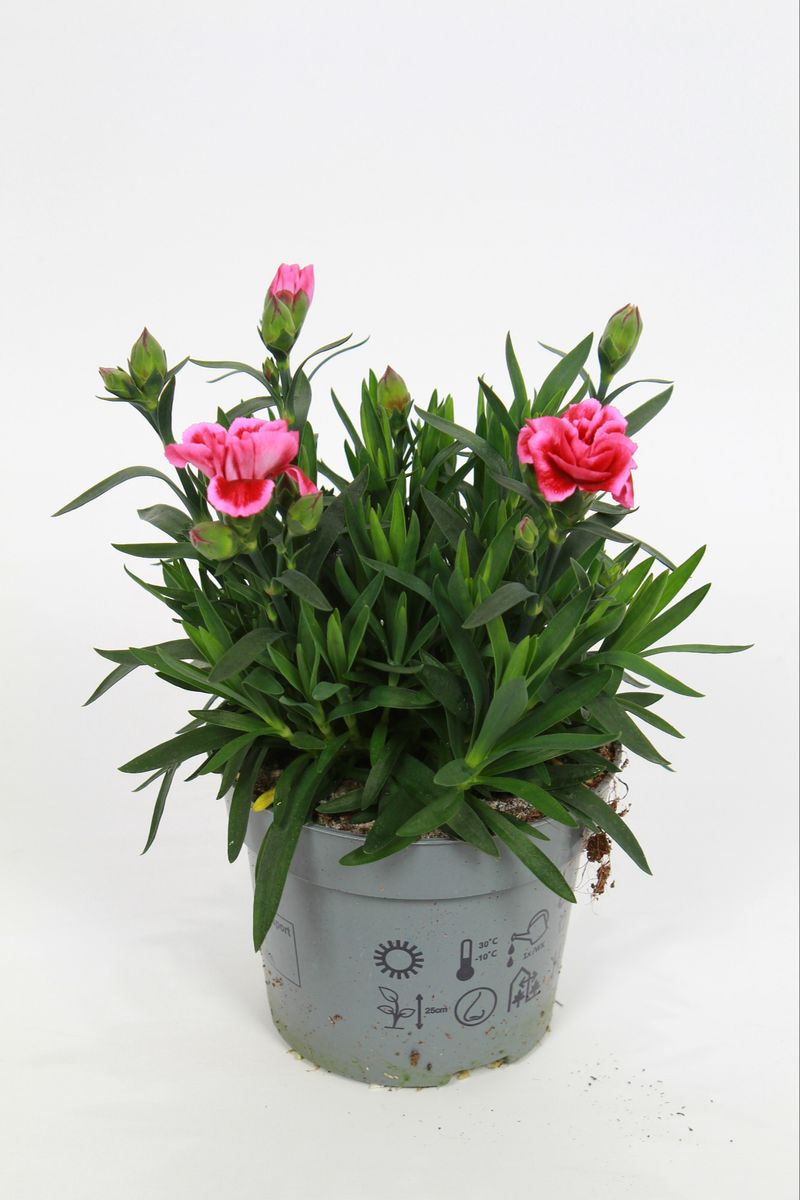 Dianthus OSCAR PINK STAR — Plant Wholesale FlorAccess