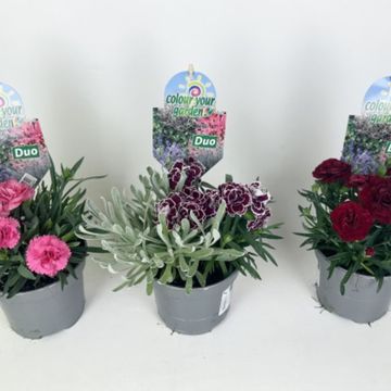 Dianthus MIX IN POT