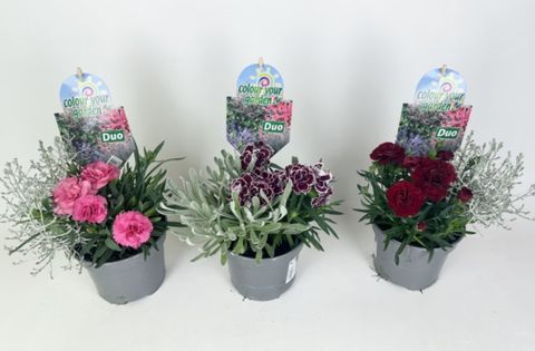 Dianthus MIX IN POT